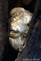 Spotted Owlet - Athene brama