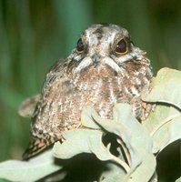 White-winged Nightjar - Caprimulgus candicans