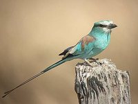 Abyssinian Roller - Coracias abyssinica