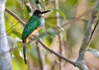 White-chinned Jacamar - Galbula tombacea