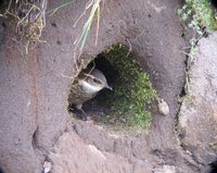 Bar-winged Cinclodes - Cinclodes fuscus
