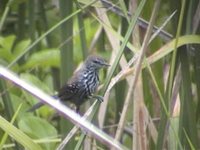 Parana Antwren - Formicivora acutirostris