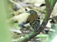 Spotted Antbird - Hylophylax naevioides