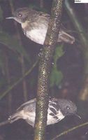 Spotted Antbird - Hylophylax naevioides