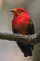 Crimson-hooded Manakin - Pipra aureola