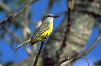 Couch's Kingbird - Tyrannus couchii