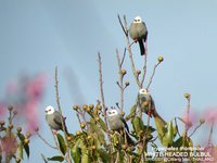 White-headed Bulbul - Hypsipetes thompsoni