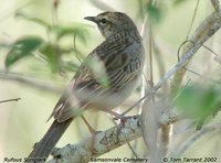 Rufous Songlark - Cincloramphus mathewsi