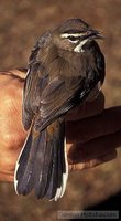 Bearded Scrub-Robin - Cercotrichas quadrivirgata