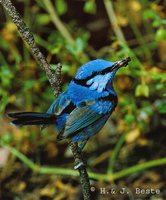 Splendid Fairywren - Malurus splendens