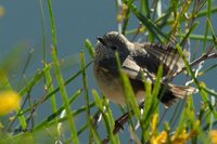 Inland Thornbill - Acanthiza apicalis