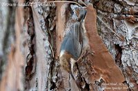 Brown-headed Nuthatch - Sitta pusilla