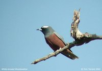 White-browed Woodswallow - Artamus superciliosus