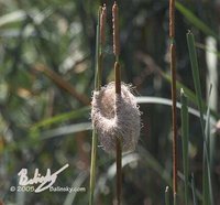 Grosbeak Weaver - Amblyospiza albifrons