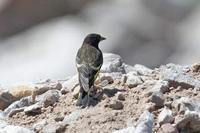 Yellow-rumped Siskin - Carduelis uropygialis