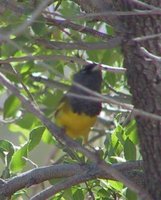 MacGillivray's Warbler - Oporornis tolmiei