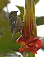 Cinereous Conebill - Conirostrum cinereum