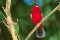 Brazilian Tanager - Ramphocelus bresilius