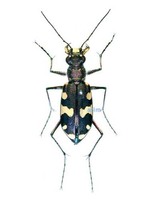 큰무늬길앞잡이 - Cicindela lewisi