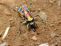 비단길앞잡이 - Cicindela chinensis flammifera