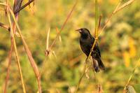 Unicoloured  blckbird   -   Agelaius  cyanopus   -