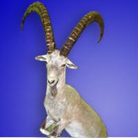 mid asian ibex