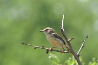 Pale Prinia