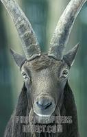 Siberian ibex stock photo