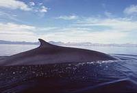 Fin Whale - Balaenoptera physalus