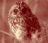 NWT Short-eared Owl Asio flammeus