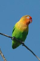 Fischer's Lovebird p.180