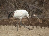 Manchurian Crane Grus japonensis 두루미