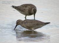 Red Knot Calidris canutus 붉은가슴도요