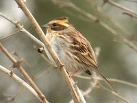 Yellow-throated Bunting