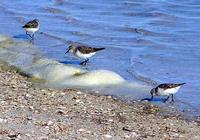 Red-necked Stint