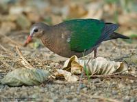 Common Emerald-Dove (male)