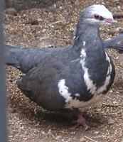 Wonga Pigeon Leucosarica melaneleuca