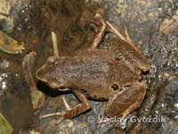 : Cardioglossa leucomystax