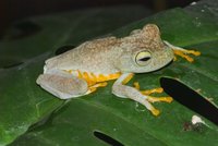 : Hypsiboas crepitans