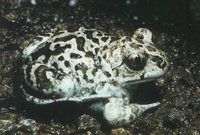 : Pelobates fuscus; Common Spadefoot Toad