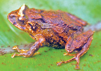 : Pristimantis corrugatus