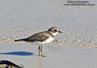 : Charadrius semipalmatus; Semipalmated Plover