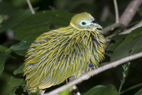 : Chrysoenas luteovirens; Golden Dove