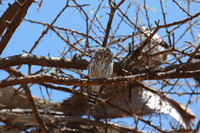 : Glaucidium perlatum; Pearl Spotted Owlet