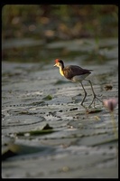 : Irediparra gallinacea; Comb-crested Jacana