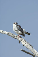 : Polihierax semitorquatus; African Pygmy Falcon