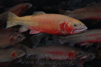 : Oncorhynchus clarki ssp. stomias; Greenback Cutthroat Trout