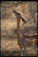 : Litocranius walleri; Gerenuk