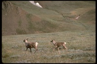 : Rangifer tarandus; greenland caribou