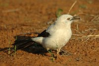 : Turdoides bicolor; Pied Babbler